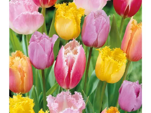 Tulipa franjer 'Monfort Mix'