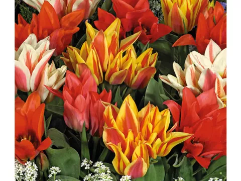 Tulipa multi 'Mix'
