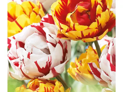 Tulipa dubbel Mix 'Munch'