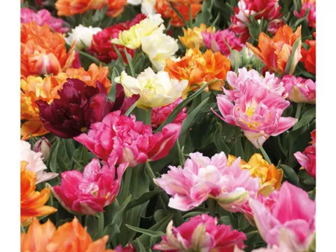 Tulipa dubbel 'Murillo Mix'