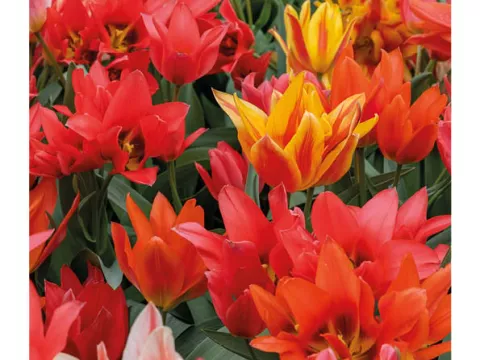 Tulipa multi 'Mix Toronto'