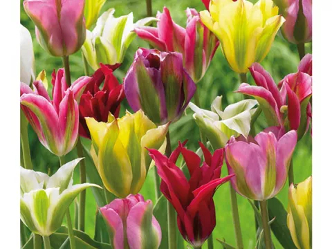 Tulipa viridiflora 'Mix'