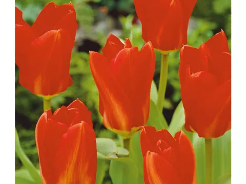 Tulipa fosteriana 'Mad. Lefebre'