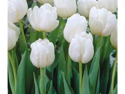 Tulipa dubbel 'Mondial'