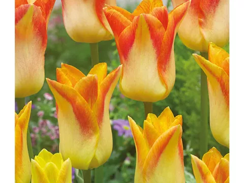 Tulipa liliflorum 'Moonblush'