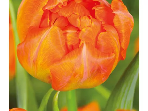 Tulipa dubbel 'Monte Orange'