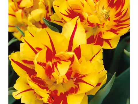 Tulipa dubbel 'Monsela'