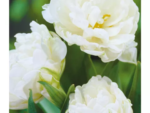 Tulipa dubbel 'Mount Tacoma'