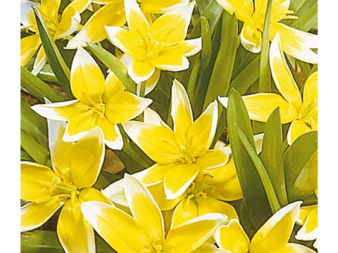 Tulipa mini 'Tarda'