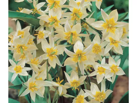 Tulipa mini 'Turkestanica'