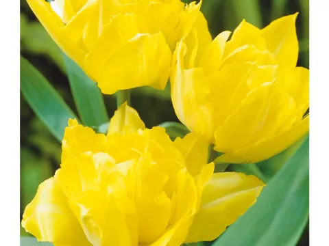 Tulipa dubbel 'Mr. vd Hoef'