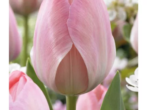 Tulipa Darwin hybr. 'Mystic van Eijk'