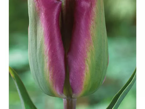 Tulipa viridiflora 'Night Rider'