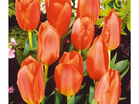 Tulipa greigii 'Oriental Beauty'