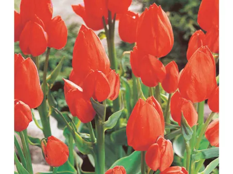 Tulipa multi 'Orange Bouquet'