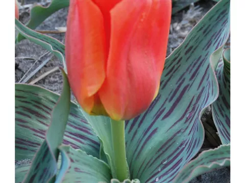 Tulipa greigii 'Orange Elite'