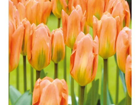 Tulipa fosteriana 'Orange Emperor'