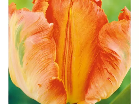 Tulipa parkiet 'Orange Favourite'