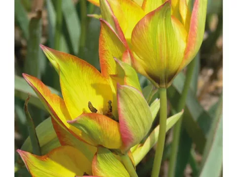 Tulipa mini 'Orphanidea Flava'