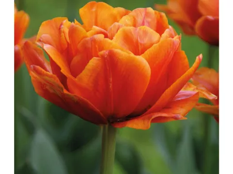 Tulipa dubbel 'Oranje Nassau'
