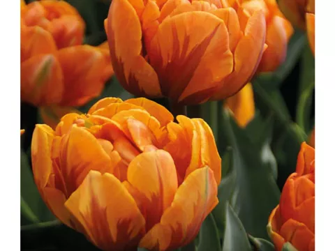 Tulipa dubbel 'Oranje Princess'