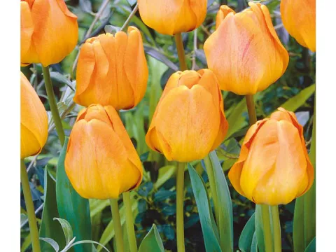 Tulipa Darwin hybr. 'Oranjezon'