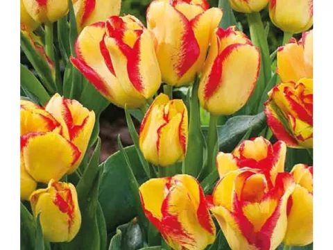 Tulipa multi 'Outbreak'