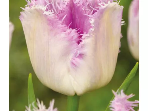Tulipa franjer 'Oviedo'