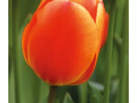 Tulipa Darwin hybr. 'Oxford Wonder'