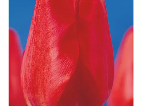 Tulipa Darwin hybr. 'Oxford'