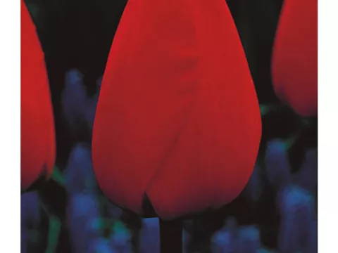 Tulipa Darwin hybr. 'Parade'