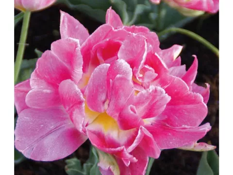 Tulipa dubbel 'Peach Blossom'