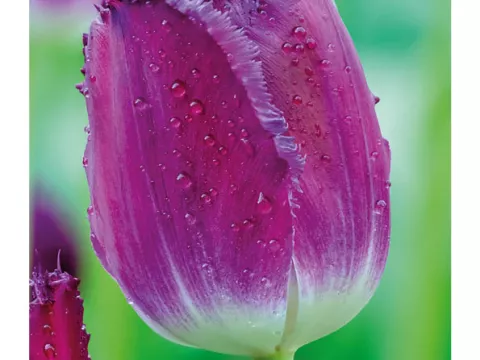 Tulipa franjer 'Purple Crystal'