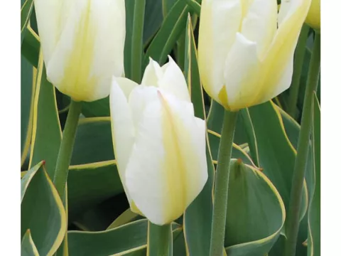 Tulipa fosteriana 'Purissima Design'