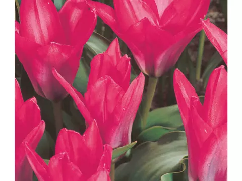 Tulipa kaufmanniana 'Pink Dwarf'