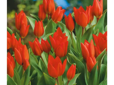 Tulipa multi 'Praestans Fusilier'