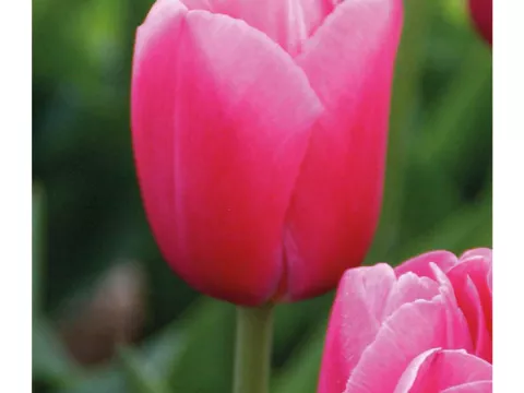 Tulipa Darwin hybr. 'Pink Impression'