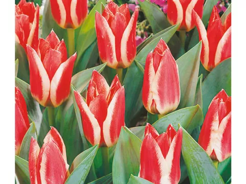 Tulipa greigii 'Pinocchio'