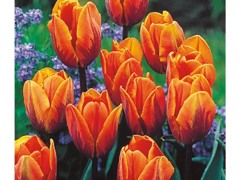 Tulipa (EV) 'Princess Irène'