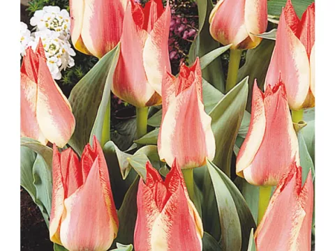 Tulipa greigii 'Plaisir'