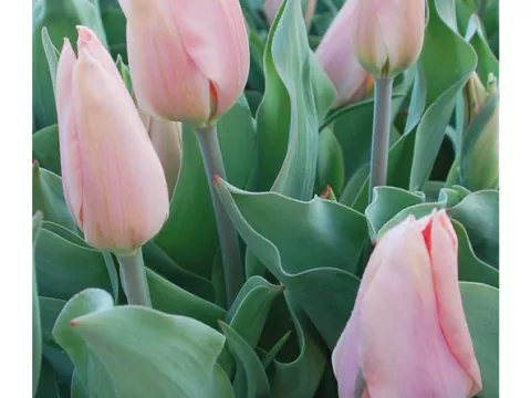 Tulipa (EV) 'Poco Loco'