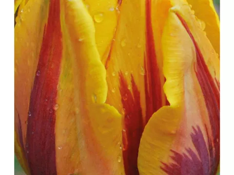 Tulipa (EV) 'Princess Margriet'