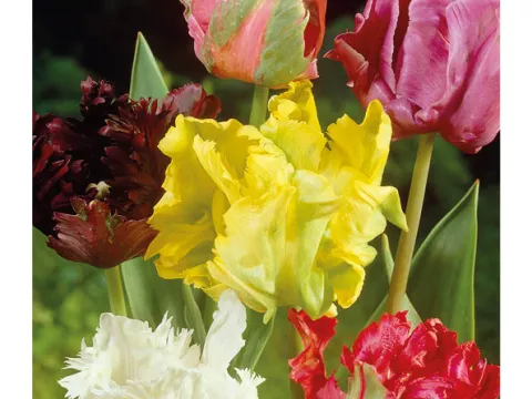 Tulipa parkiet 'Parrot Mix'