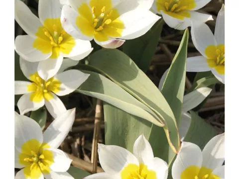 Tulipa mini 'Polychroma'