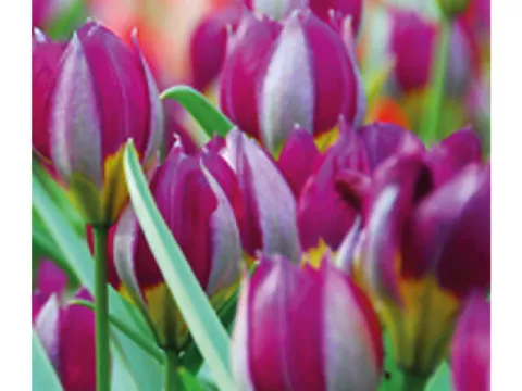 Tulipa mini 'Pulchella Persian Pearl'