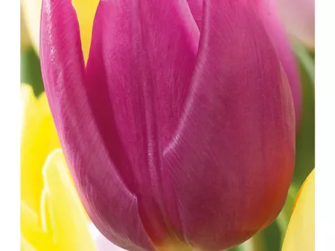 Tulipa (EV) 'Purple Prince'