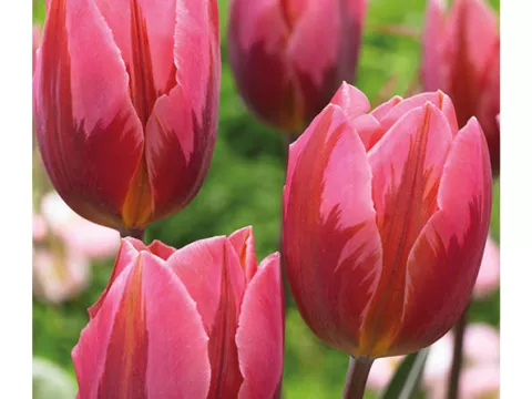Tulipa (EV) 'Pretty Princess'