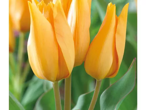 Tulipa multi 'Praestans Shogun'