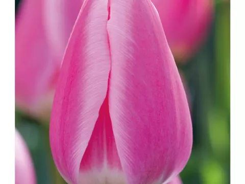 Tulipa (EV) 'Pink Surprice'
