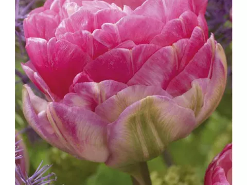 Tulipa dubbel 'Pop Up Pink'